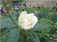e50c7539-Picture 708.jpg